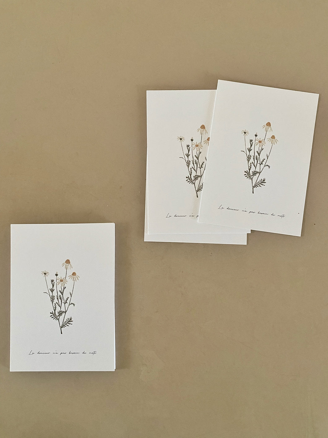 Camomille – La douceur n’a pas besoin de mots