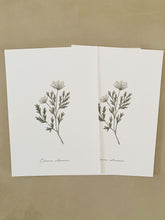 Load image into Gallery viewer, Persil sauvage – Charme silencieux
