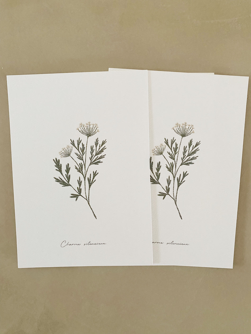 Persil sauvage – Charme silencieux