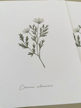 Load image into Gallery viewer, Persil sauvage – Charme silencieux
