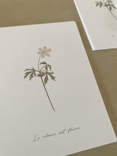 Load image into Gallery viewer, Anémone des bois – Le silence sait fleurir
