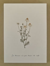 Load image into Gallery viewer, Camomille – La douceur n’a pas besoin de mots
