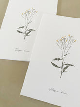 Load image into Gallery viewer, Lin doré – Rayon d’âme
