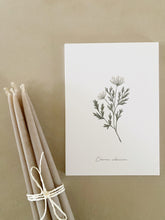 Load image into Gallery viewer, Persil sauvage – Charme silencieux
